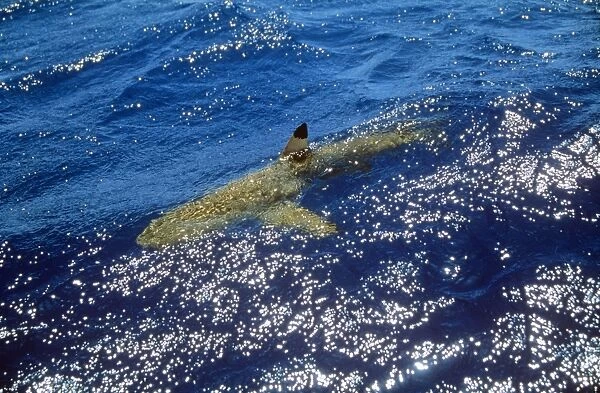 Blacktip Shark - at surface Polynesia
