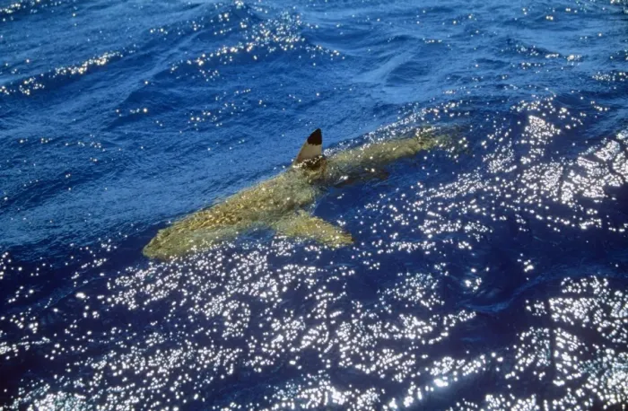 Framed Print : Blacktip Shark - at surface Polynesia Framed Print : Blacktip Shark - at surface Polynesia