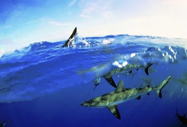 Blacktip Sharks - Split-level view, above and underwater