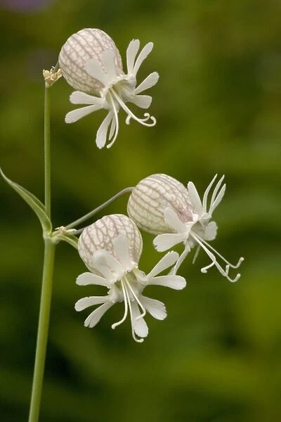 Bladder campion (Silene vulgaris) in flower. Widespread and common