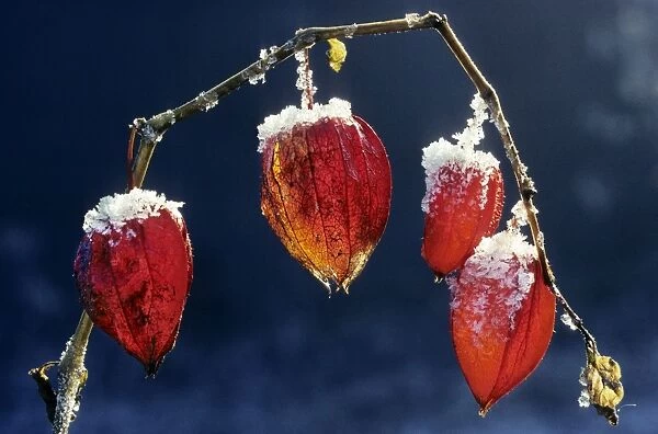Bladder-cherry  /  Chinese Lantern  /  Winter cherry -wih snow