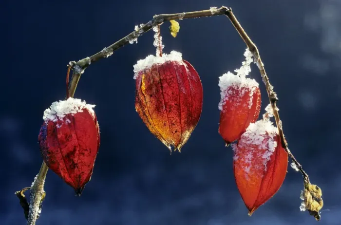 Framed Print : Bladder-cherry / Chinese Lantern / Winter cherry -wih snow Framed Print : Bladder-cherry / Chinese Lantern / Winter cherry -wih snow