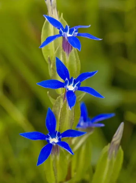 Framed Print : Bladder Gentian - in flower Framed Print : Bladder Gentian - in flower