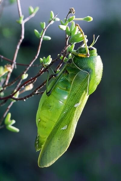Bladder Grasshopper - male - East Cape South Africa