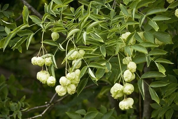 Bladder nut or Paper nut (Staphylea pinnata) in fruit; from E Europe