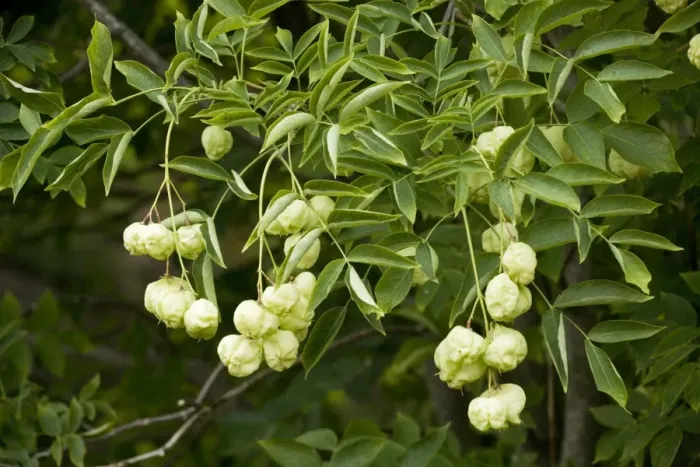 Framed Print : Bladder nut or Paper nut (Staphylea pinnata) in fruit; from E Europe Framed Print : Bladder nut or Paper nut (Staphylea pinnata) in fruit; from E Europe