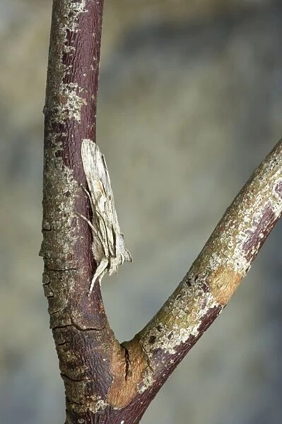 Blair's Shoulder Knot Moth Lithopane leautieri hesperica Essex, UK IN000571