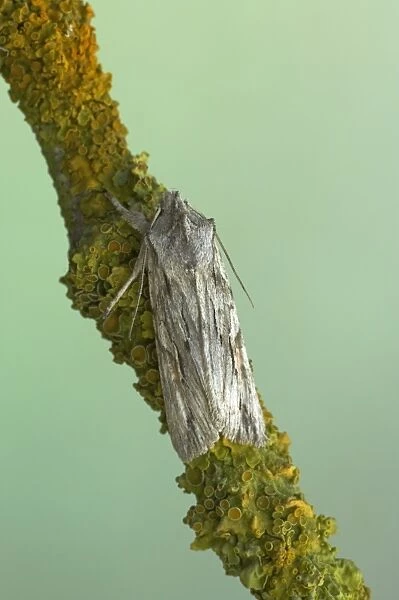Blair's Shoulder Knot Moth Lithopane leautieri hesperica Essex, UK IN000568