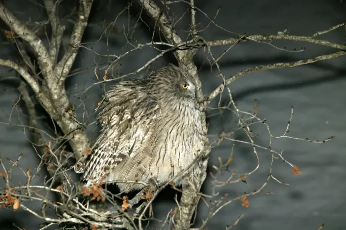Framed Print : Blakiston's Fish Owl. Hokkaido, Japan Framed Print : Blakiston's Fish Owl. Hokkaido, Japan