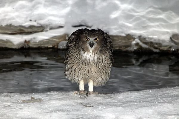 Blakiston's Fish Owl. Hokkaido, Japan