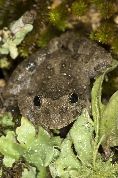 Blanchard's Cricket Frog - Red Corral Ranch - Texas