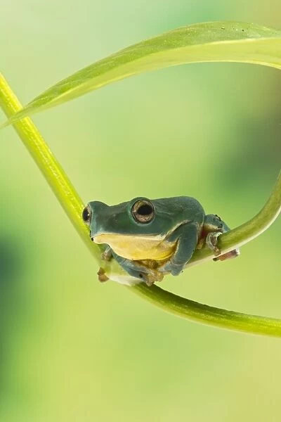 Blanford Tree Frog - gripping plant stem - Controlled conditions 15312