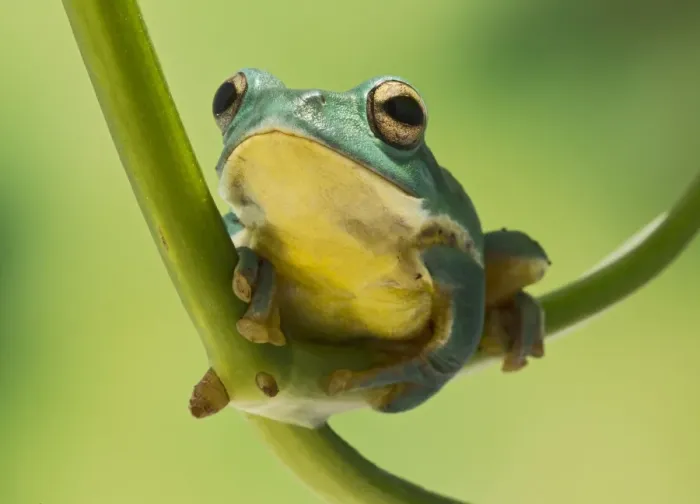Framed Print : Blanford Tree Frog - gripping plant stem - Controlled conditions 15313 Framed Print : Blanford Tree Frog - gripping plant stem - Controlled conditions 15313