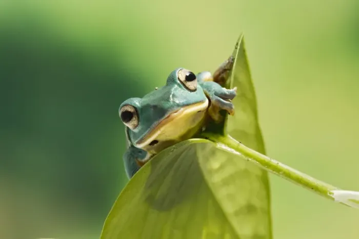 Framed Print : Blanford Tree Frog - on leaf - Controlled conditions 15308 Framed Print : Blanford Tree Frog - on leaf - Controlled conditions 15308