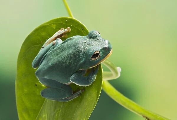 Blanford Tree Frog - on leaf - Controlled conditions 15309