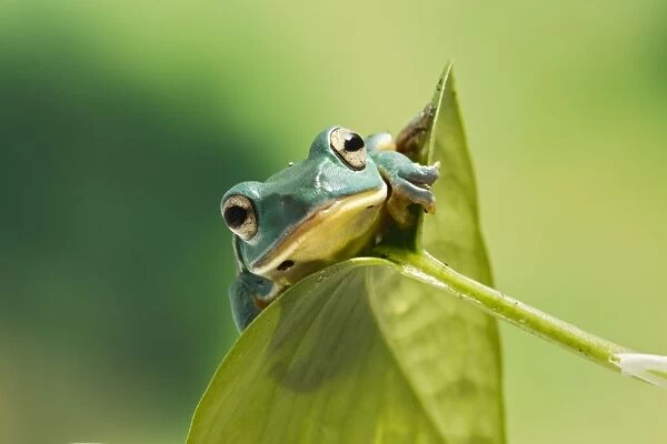 Blanford Tree Frog - on leaf - Controlled conditions 15308