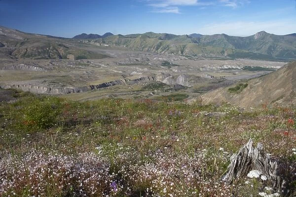 Blast area of 1980 eruption and the regrowth of wildflowers Mount St Helens National Monument Washington State, USA LA001212