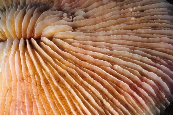 Bleached Mushroom coral, stressed by unusually