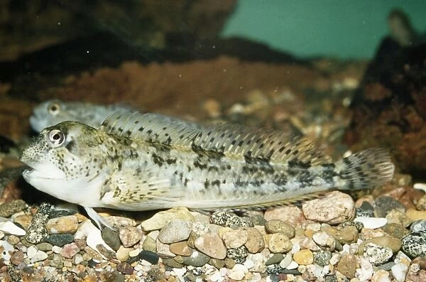 Blenny. PM-2846. BLENNY  /  Shanny fish. Lipophrys pholis ( formerly Blennius pholis)