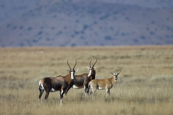 Blesbok with calf. Inhabits open grassland with water. Endemic to South Africa. Mountain Zebra National Park, Eastern Cape, South Africa