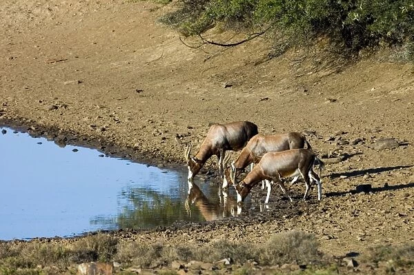 Blesbok drinking. Inhabits open grassland with water. Endemic to South Africa. Mountain Zebra National Park, Eastern Cape, South Africa