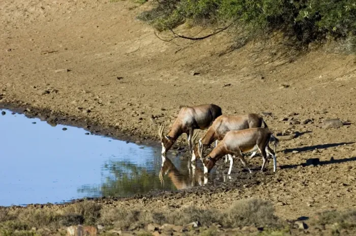 Framed Print : Blesbok drinking. Inhabits open grassland with water. Endemic to South Africa. Mountain Zebra National Park, Eastern Cape, South Africa Framed Print : Blesbok drinking. Inhabits open grassland with water. Endemic to South Africa. Mountain Zebra National Park, Eastern Cape, South Africa