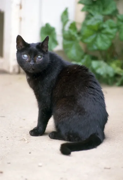 Framed Print : Blind Cat. JD-14217. BLIND CAT. John Daniels. Framed Print : Blind Cat. JD-14217. BLIND CAT. John Daniels.