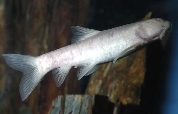 Blind cave fish Oman