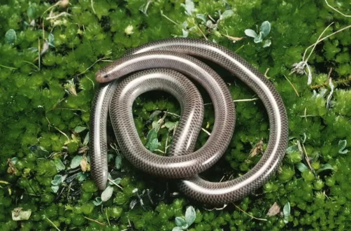 Framed Print : Blind Snake