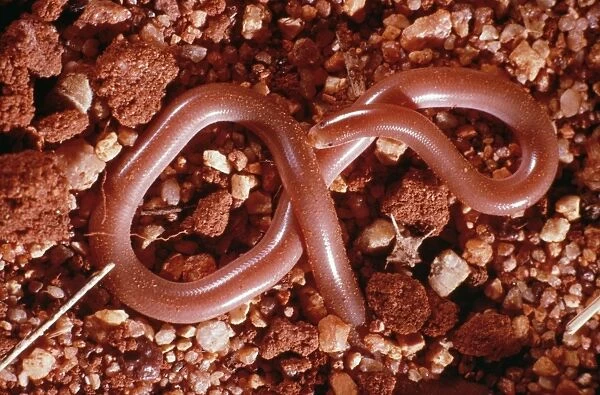 Blind Snake - On gravel Central Australia
