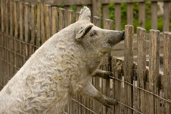 Blonde Mangalica Wooly pig; rare breed in the Hortobagy National Park, east Hungary