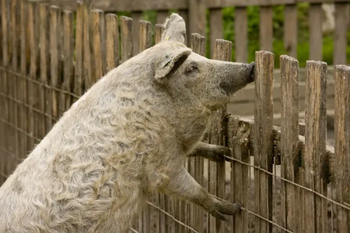 Framed Print : Blonde Mangalica Wooly pig; rare breed in the Hortobagy National Park, east Hungary Framed Print : Blonde Mangalica Wooly pig; rare breed in the Hortobagy National Park, east Hungary