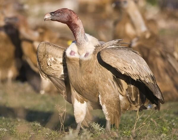 Blood stained Eurasian Griffon Vulture in aggressive posture at carcass Tarifa Southern Spain November