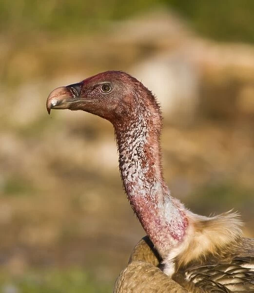 Blood stained Eurasian Griffon Vulture. Spain