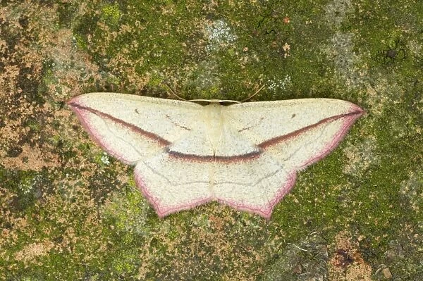 Blood Vein Moth Timandra comae Essex, UK IN000432