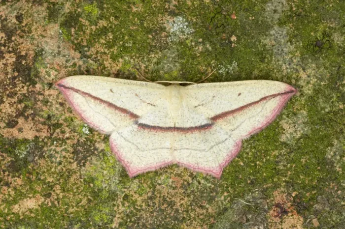 Framed Print : Blood Vein Moth Timandra comae Essex, UK IN000432 Framed Print : Blood Vein Moth Timandra comae Essex, UK IN000432