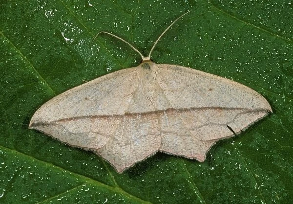Blood-vein Moth - on wet leaf