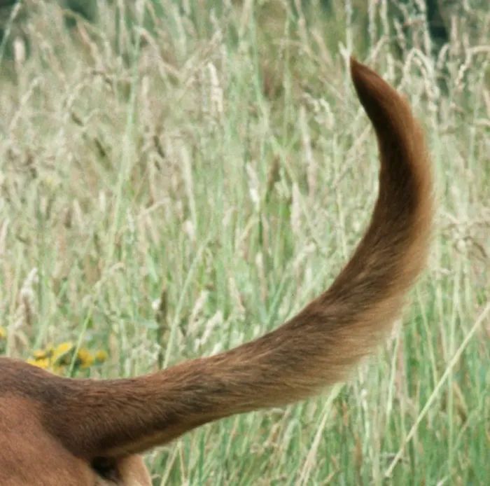 Framed Print : Bloodhound Dog Tail Framed Print : Bloodhound Dog Tail