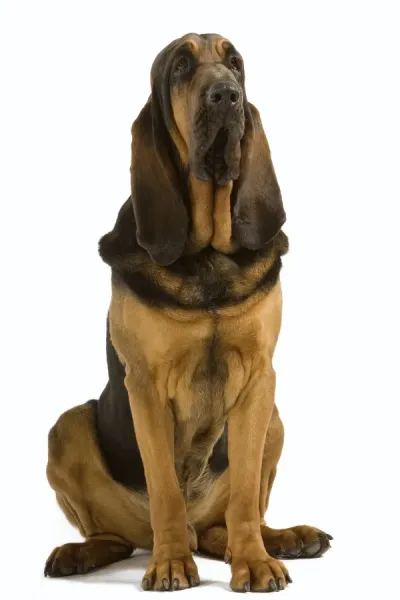 Bloodhound Print - St Hubert Hound LA-3456. Art Prints, Posters