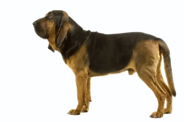 Framed Print : Bloodhound. Also known as St Hubert Hound Framed Print : Bloodhound. Also known as St Hubert Hound