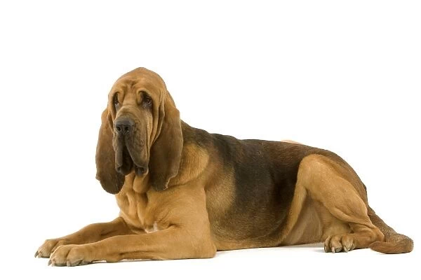 Bloodhound. Also known as St. Hubert Hound