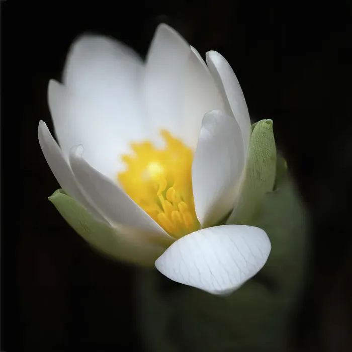 Framed Print : Bloodroot flower. The Parklands, Louisville, Kentucky Date: 18-03-2021 Framed Print : Bloodroot flower. The Parklands, Louisville, Kentucky Date: 18-03-2021