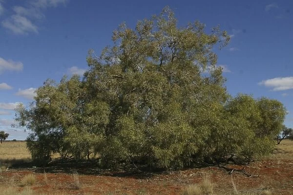 Bloodwood Eucalyptus Northern South Australia. Australia