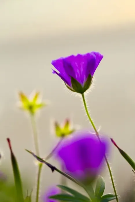 Framed Print : Bloody Cranesbill - Summer - Wales, UK Framed Print : Bloody Cranesbill - Summer - Wales, UK