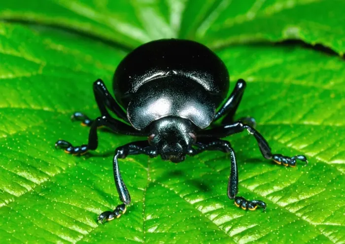 Framed Print : Bloody-Nosed Beetle Head-on portrait Reading garden, UK Framed Print : Bloody-Nosed Beetle Head-on portrait Reading garden, UK