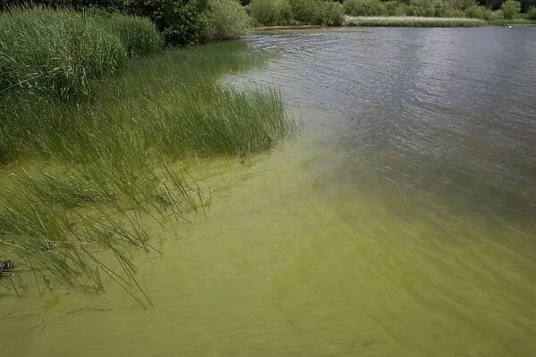 Bloom of green algae Loch Leven Scottish Borders Scotland UK