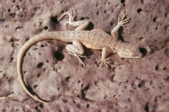 Framed Print : Side Blotched Lizard WW 906 Uta stansburiana © Wardene Weisser / ARDEA LONDON Framed Print : Side Blotched Lizard WW 906 Uta stansburiana © Wardene Weisser / ARDEA LONDON