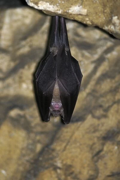 BLT-495. Greater Horseshoe Bat - hibernating in a Jura mountain's cave