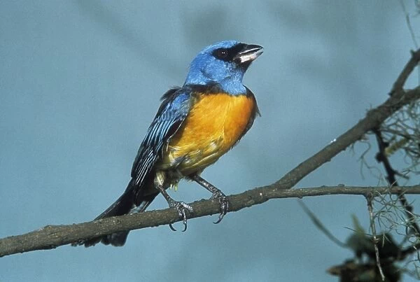 Blue-and-yellow Tanager - Rio Grande du Sol Brazil