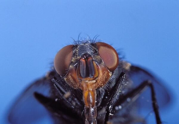 Blue Bottle fly - head with proboscis extended